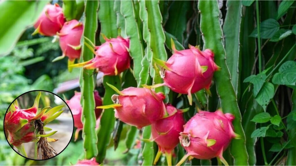 Dragon Fruit in U.S. Homes