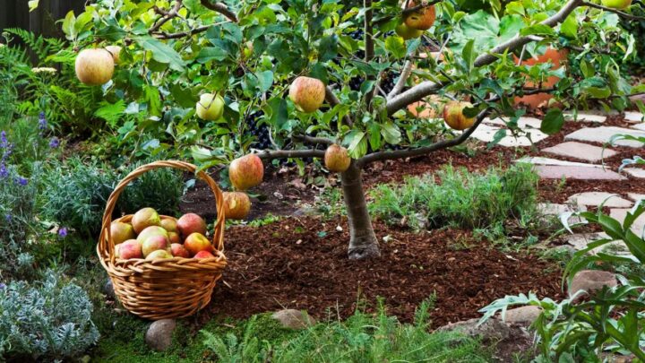 Dwarf Apple