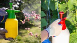 The Easiest Pest Control Trick Gardeners Swear By – Keep Your Garden Bug-Free Forever