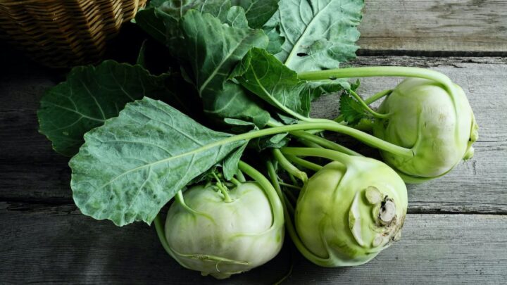 Eating Kohlrabi