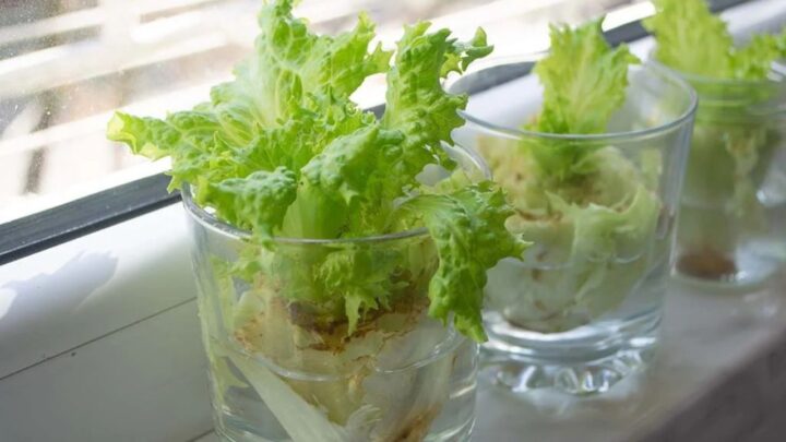 Eco-Friendly Gardening Hack
