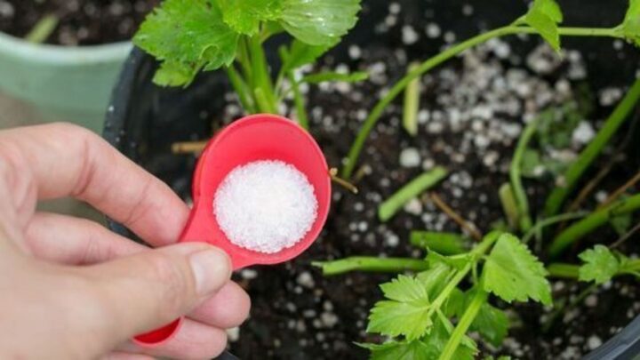Epsom Salt