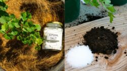 Add Magic to Plants with Epsom Salt – The Simple Garden Trick That Works Wonders