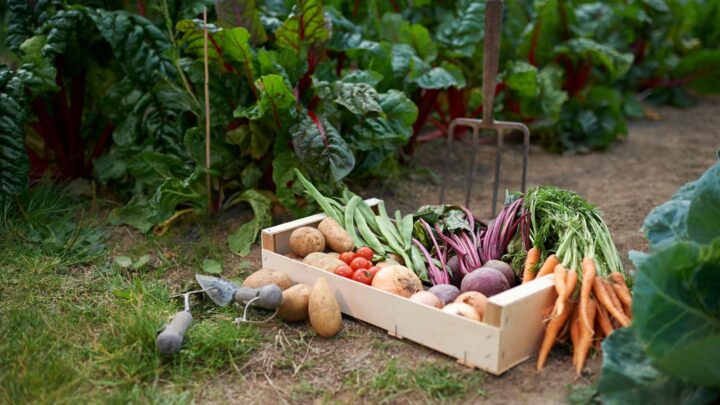 Fresh Veggies