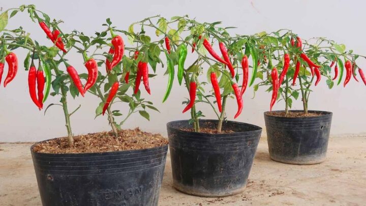 Fruitful Chili Peppers