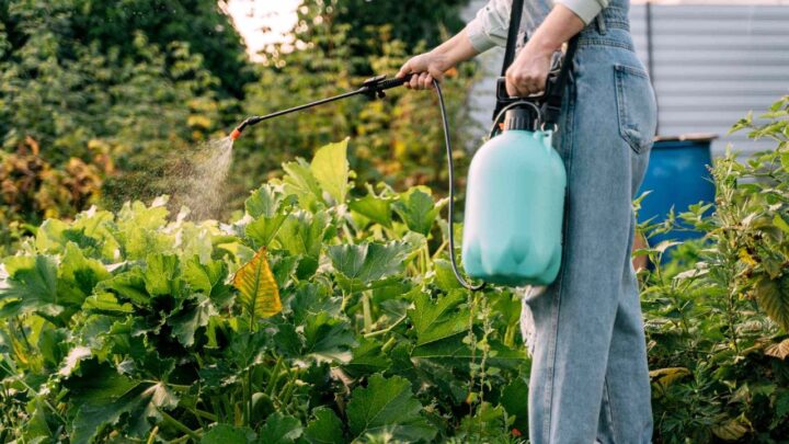 Garden Bug-Free Forever