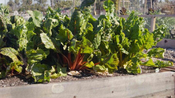 Garden Secret