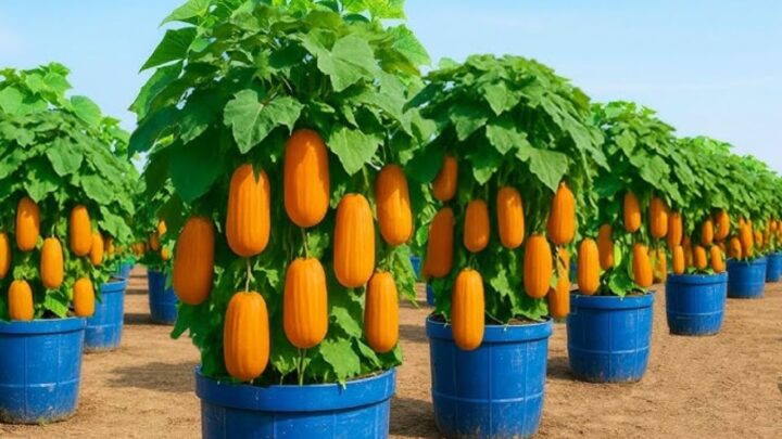 Gardeners Love This Hack