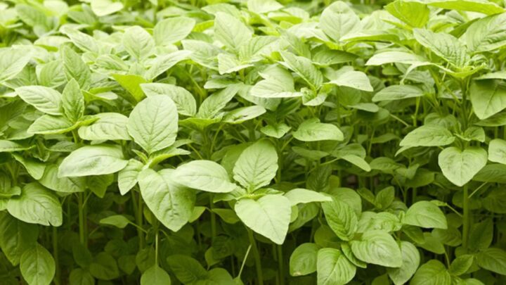 Green Amaranth
