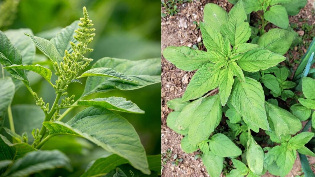 Green Amaranth Returns