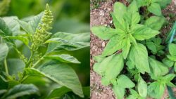 Green Amaranth Returns – The Ancient Supergreen Taking Over Canadian Kitchens