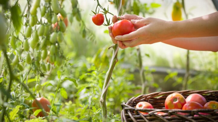 Grew 40 Tomatoes