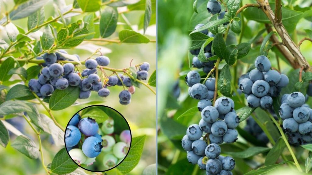 Grow 100 Pounds of Blueberries