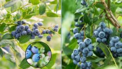 Grow 100 Pounds of Blueberries in Your Backyard – The Surprising Backyard Method That Works