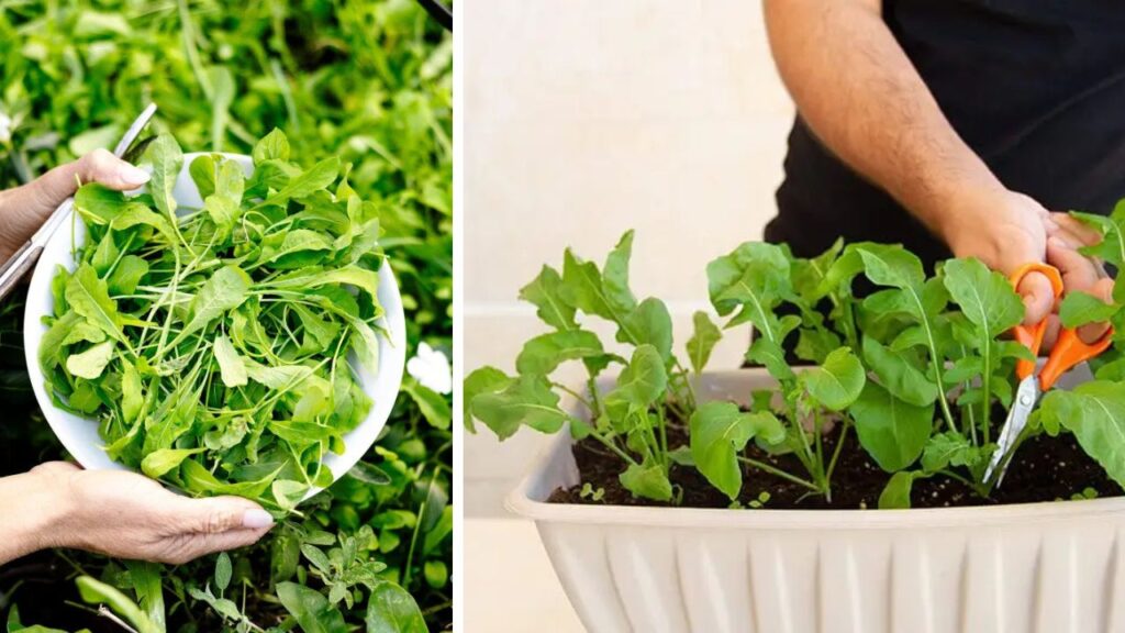 Grow Arugula in Australia