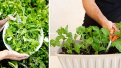 How to Grow Arugula in Australia – The Fast Peppery Green Every Garden Needs