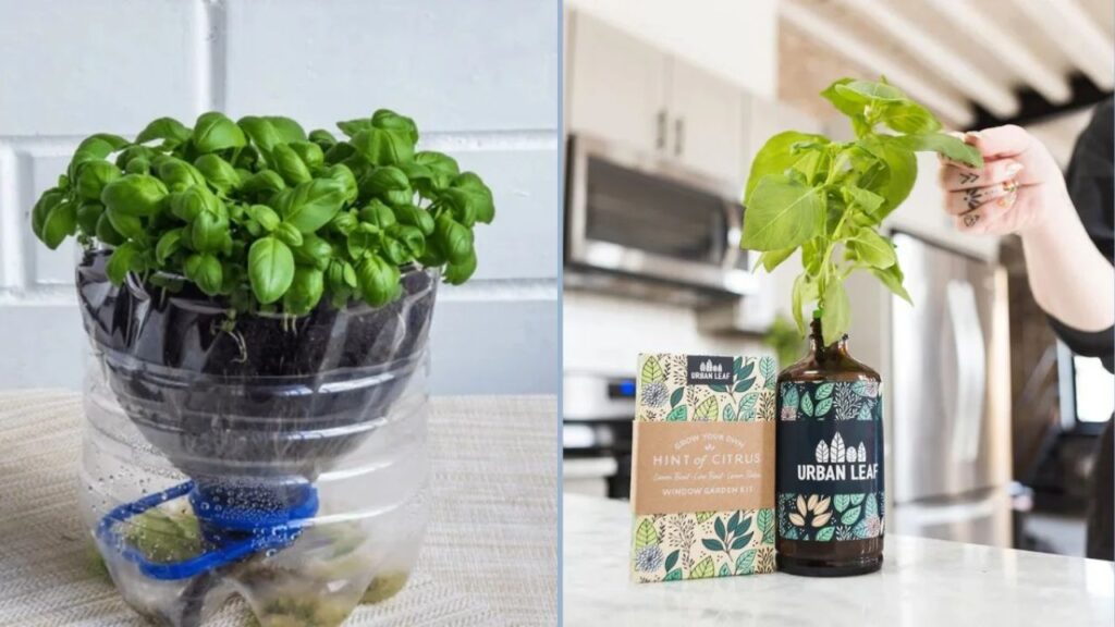 Grow Basil in Plastic Bottles