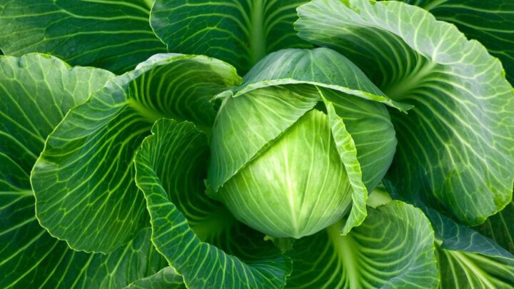Grow Cabbage