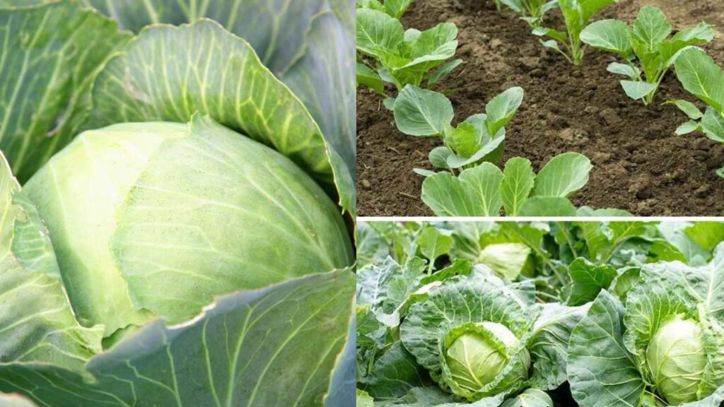 Grow Cabbage from Seed