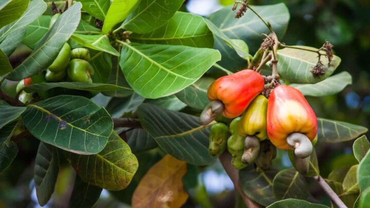 Grow Cashew Trees