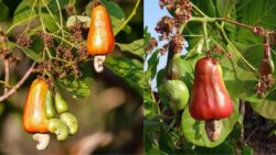 Grow Cashew Trees in Your Garden – 10 Simple Steps for Massive Yields