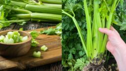 The Secret Way to Grow Celery at Home – Perfect Crunch Every Time