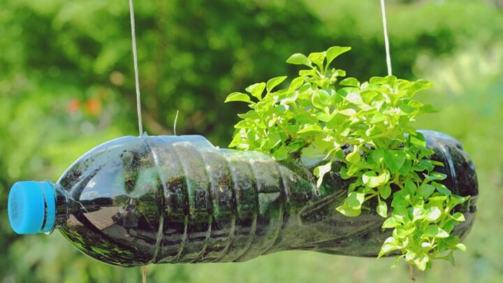 Grow Chives in Plastic Bottles
