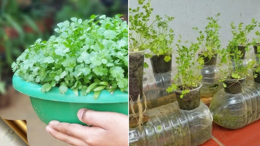 Grow Cilantro in Plastic Bottles -