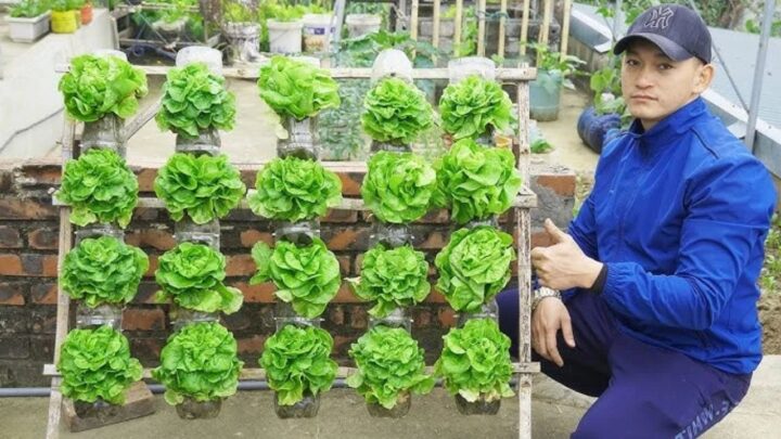 Grow Crisp Lettuce