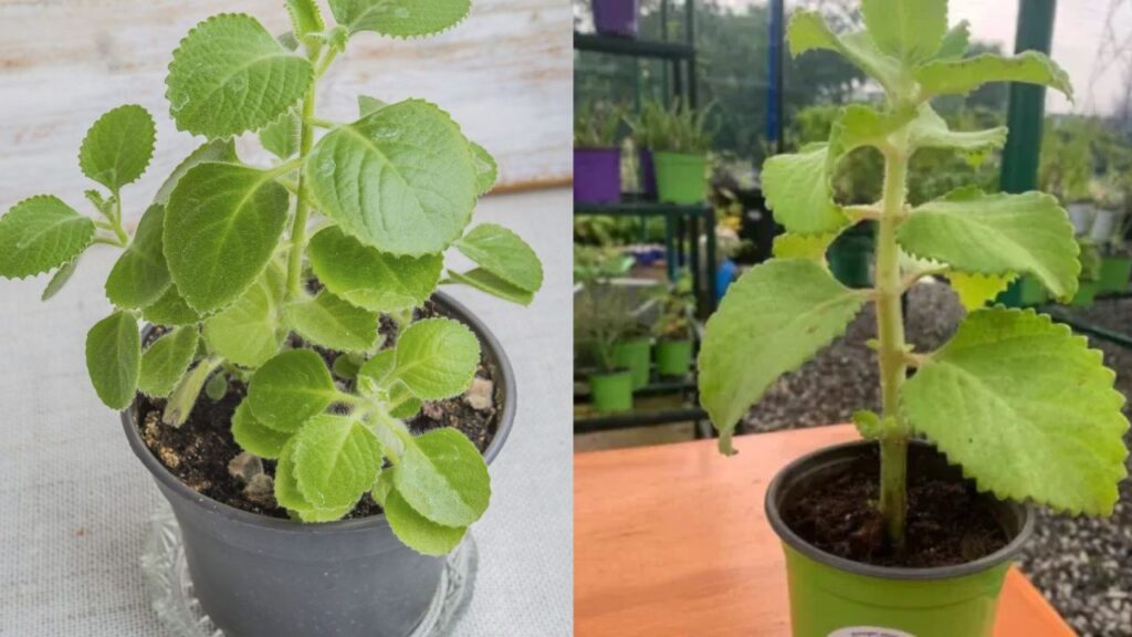 Grow Cuban Oregano in Recycled Bottles