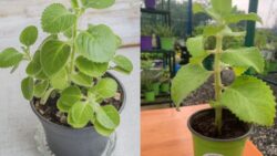 Americans Can’t Stop Sharing – Grow Cuban Oregano in Recycled Bottles Easily!