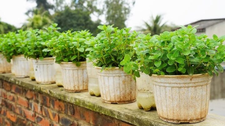 Grow Endless Mint