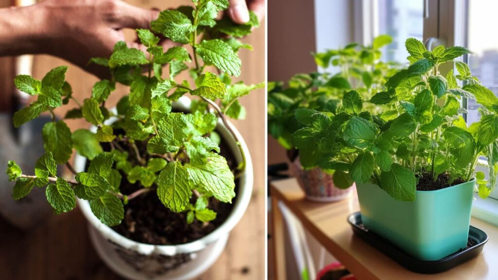 Grow Endless Mint Indoors