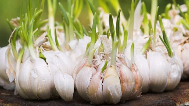 Grow Fresh Garlic at Home