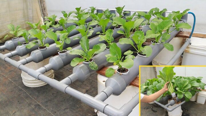 Grow Fresh Vegetables