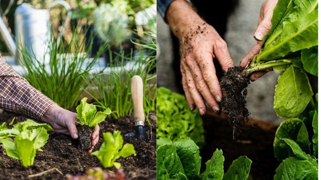 Grow Fresh Veggies at Home