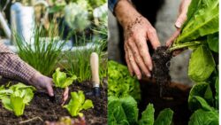 No Garden? No Worries! Discover How to Grow Fresh Veggies at Home and Feed Your Family All Year Long