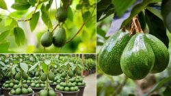 Grow Grafted Avocado Plants at Home – The Easy Kitchen Trick Everyone’s Talking About