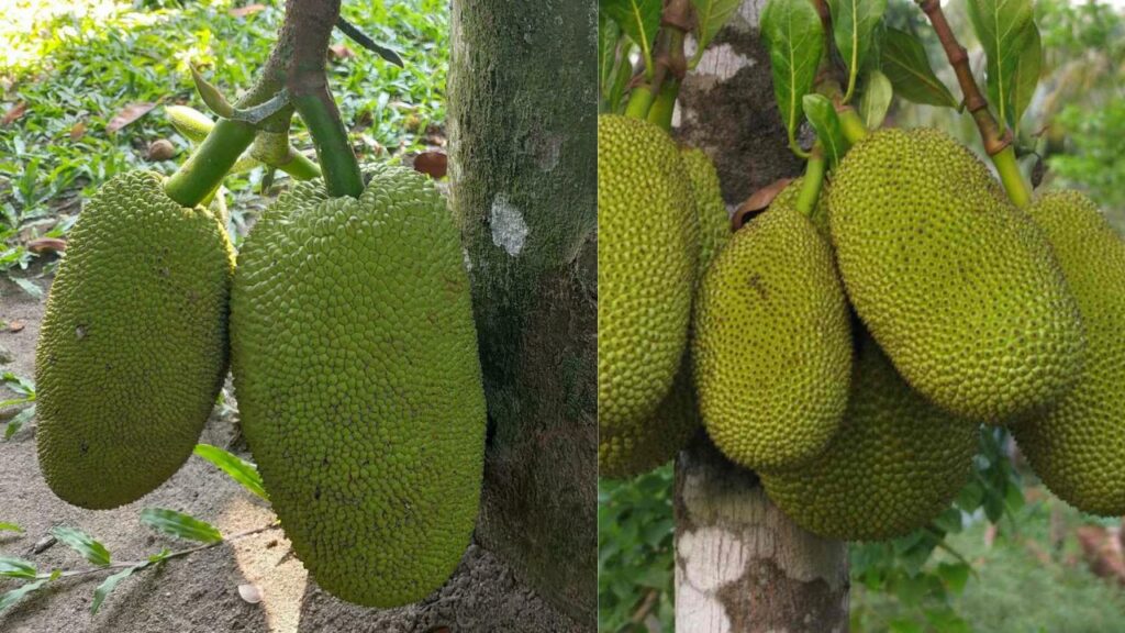 Grow Jackfruit in Your Backyard