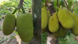 Americans Going Crazy Over Jackfruit – Grow This Tropical Tree Right in Your Backyard!