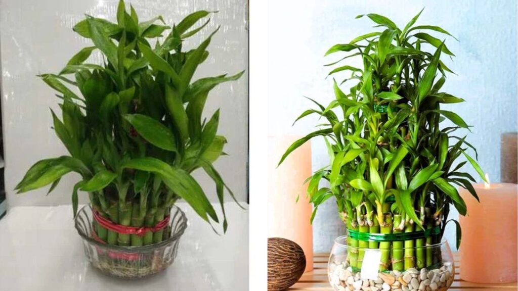 Grow Lucky Bamboo in Water