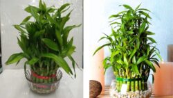 Grow Lucky Bamboo in Water – The No-Soil Trick That Keeps It Green Forever