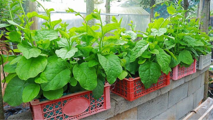 Grow Malabar Spinach