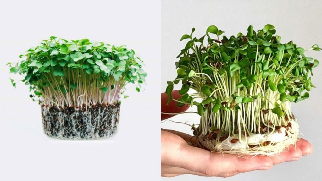 Grow Microgreens Indoors