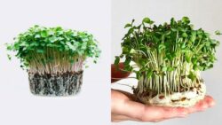 America’s New Health Trend – Grow Microgreens Indoors for Supercharged Nutrition!
