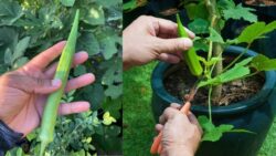How to Grow Okra on a Small Balcony Using This Secret Trick Gardeners Swear By