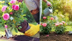 U.S. Gardeners Love It – 7 Foolproof Steps to Grow Rose Plants at Home!