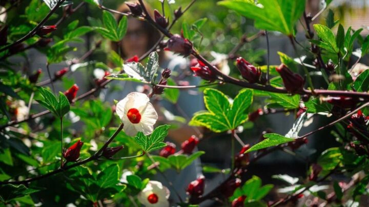 Grow Roselle Plants