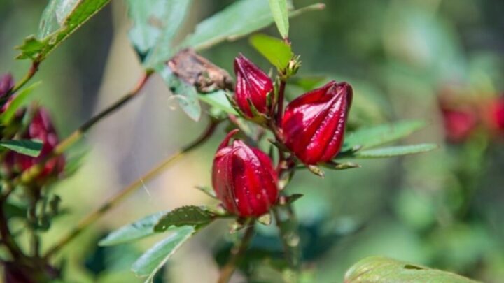 Grow Roselle Plants