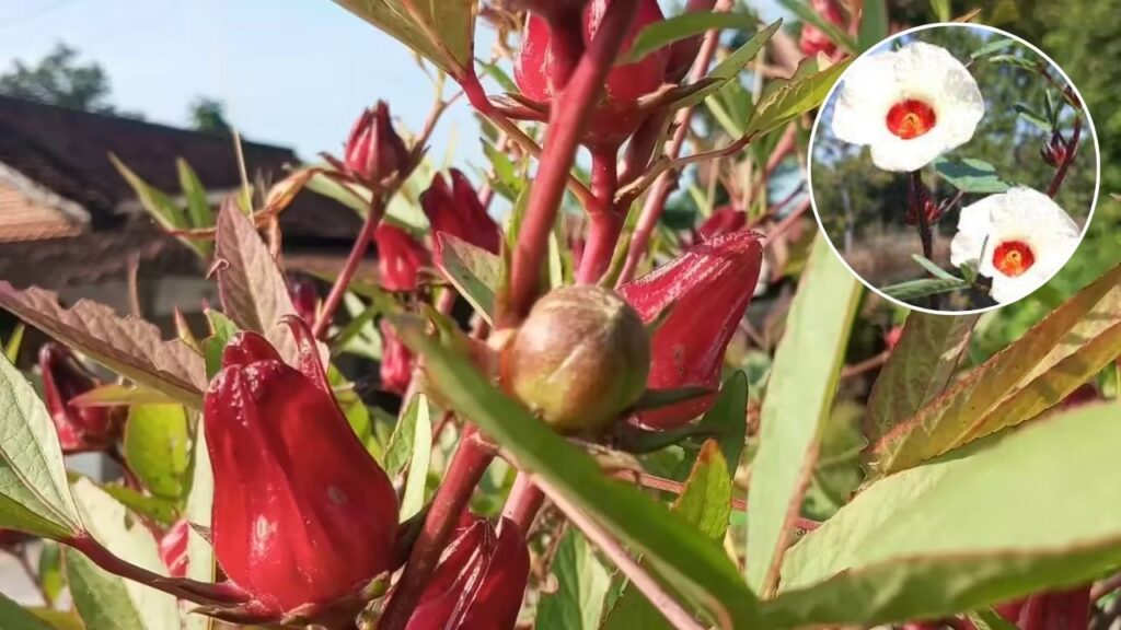 Grow Roselle Plants Indoors or Outdoors